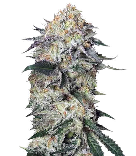 Lemon Garlic OG cannabis seeds packaging — Royal King Seeds Australia