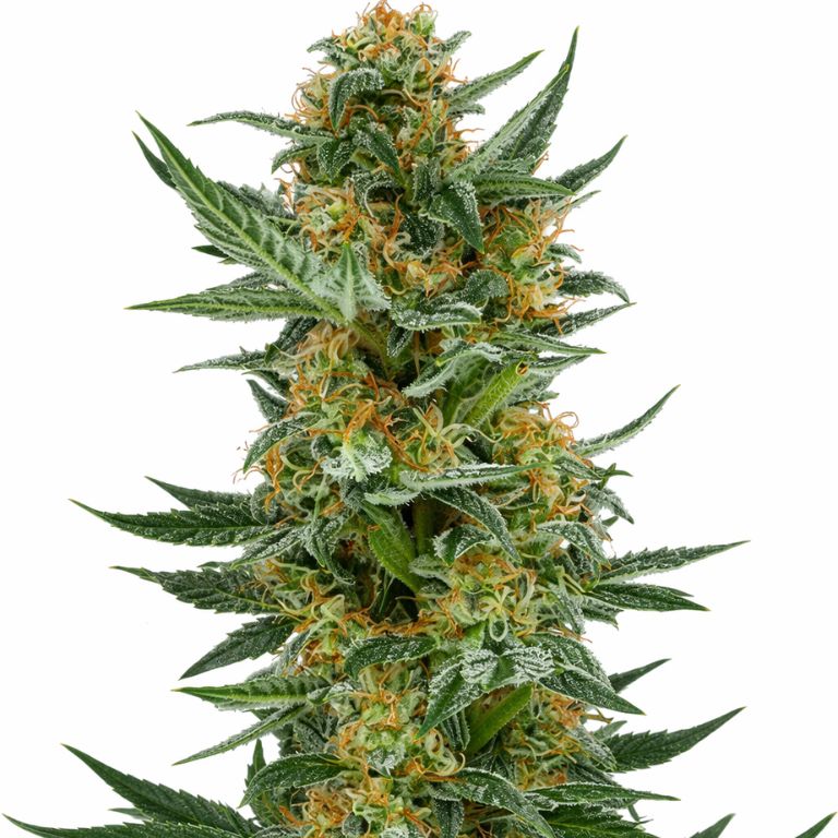 Lemon Jack cannabis seeds packaging — Royal King Seeds Australia