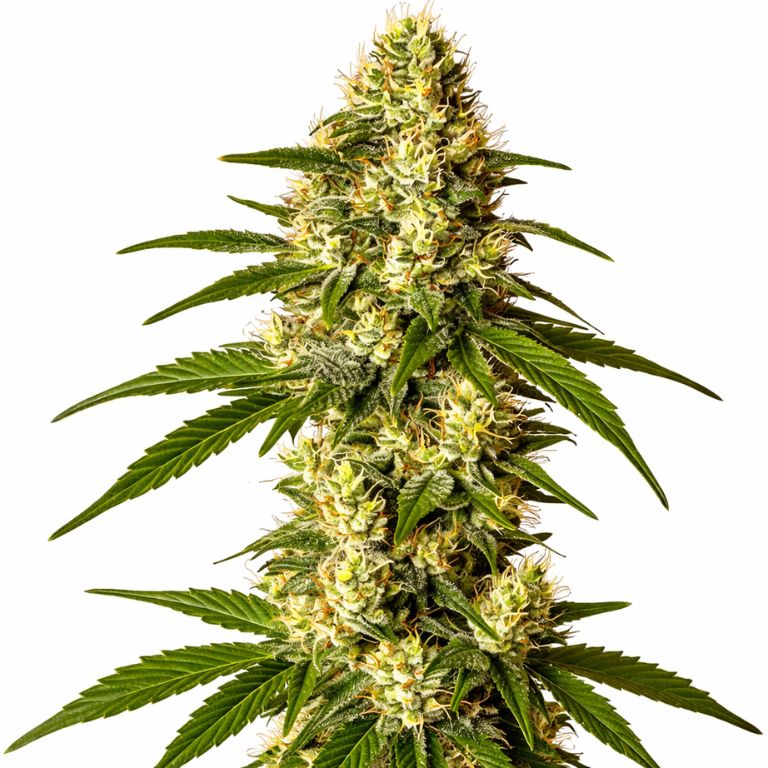 Lemon Kush cannabis seeds packaging — Royal King Seeds Australia