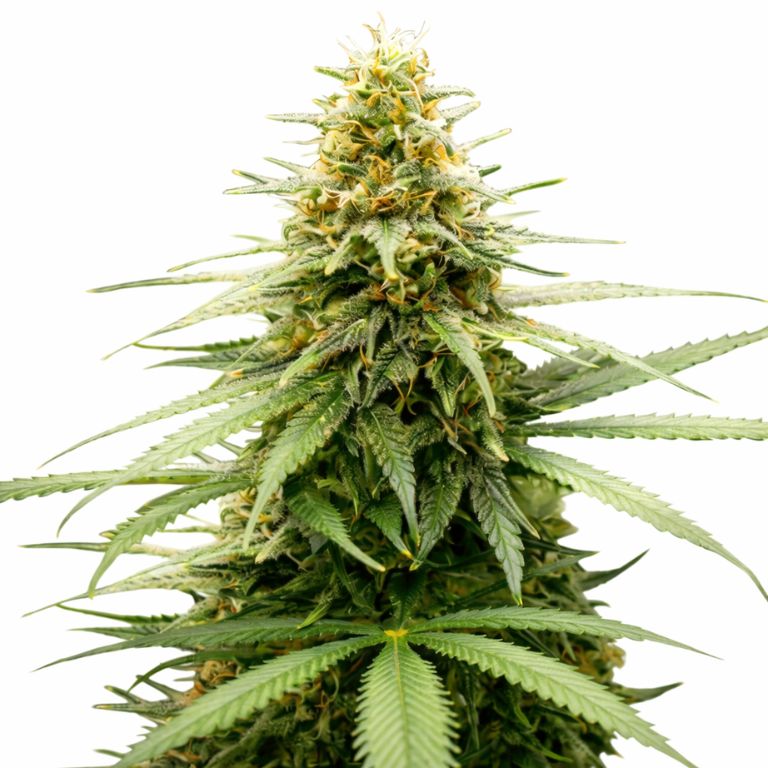 Lemon Skunk cannabis seeds packaging — Royal King Seeds Australia