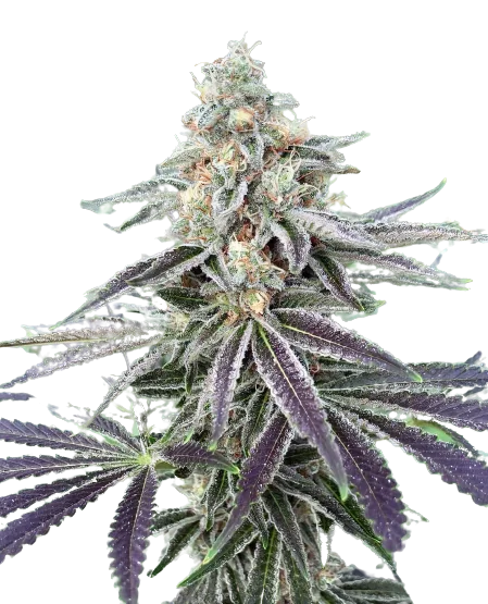 Lemon Tree cannabis seeds packaging — Royal King Seeds Australia