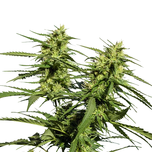 Lethal Purple cannabis seeds packaging — Royal King Seeds Australia