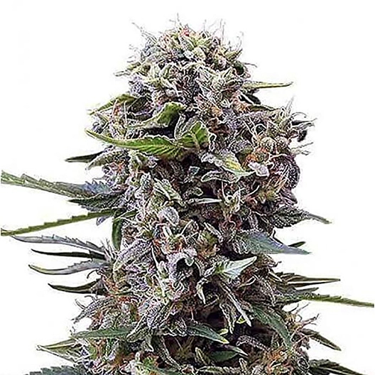 Lime Purple Mist cannabis seeds packaging — Royal King Seeds Australia