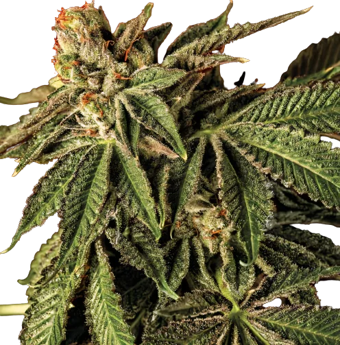 Liquid Butter cannabis seeds packaging — Royal King Seeds Australia