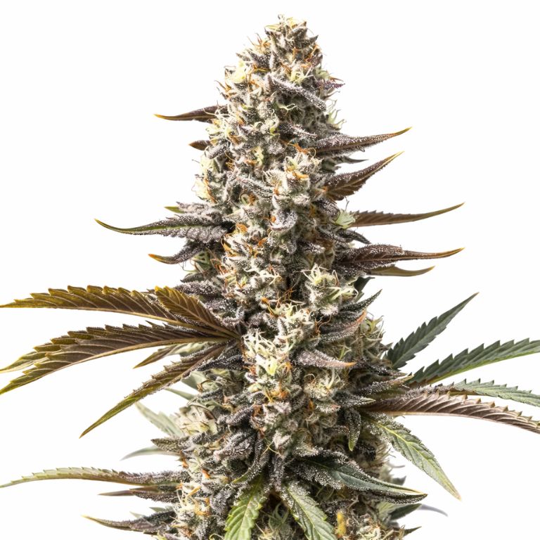 London Pound Cake cannabis seeds packaging — Royal King Seeds Australia