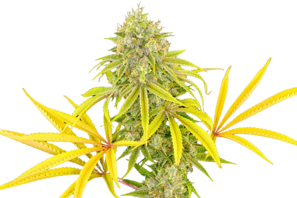 Longbottom Leaf cannabis seeds packaging — Royal King Seeds Australia