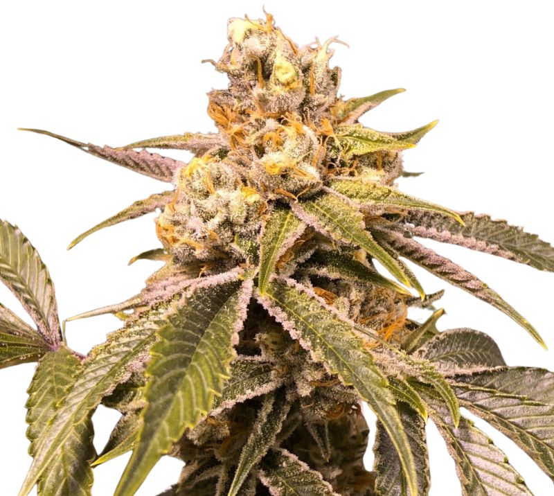 Love Potion #1 cannabis seeds packaging — Royal King Seeds Australia