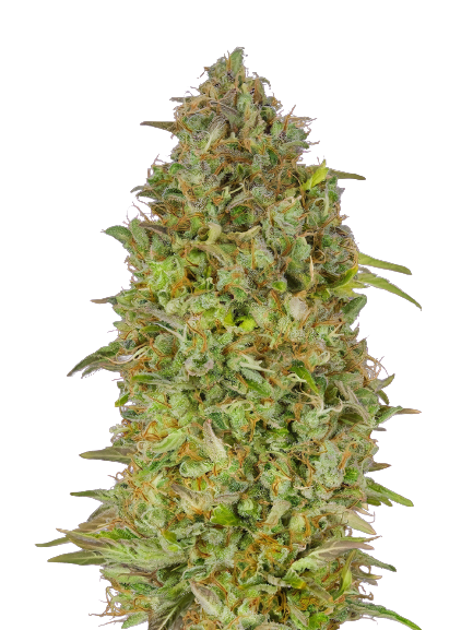 Lowryder cannabis seeds packaging — Royal King Seeds Australia