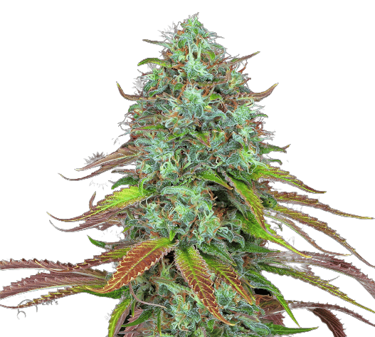 LSD cannabis seeds packaging — Royal King Seeds Australia