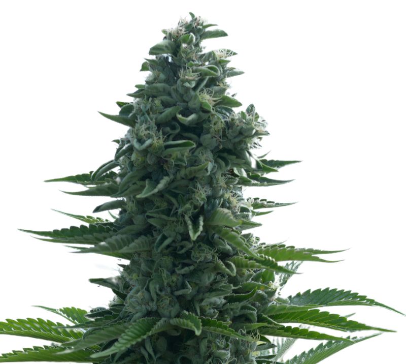 Lucid Dream Kush cannabis seeds packaging — Royal King Seeds Australia