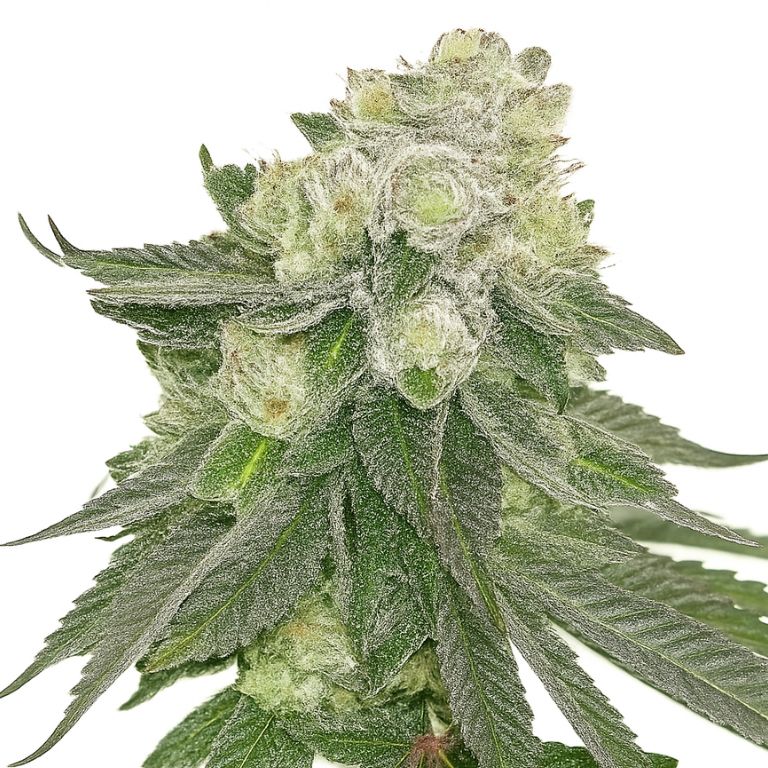Lucky Dog cannabis seeds packaging — Royal King Seeds Australia