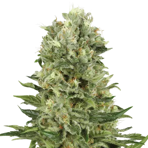 Lucky cannabis seeds packaging — Royal King Seeds Australia