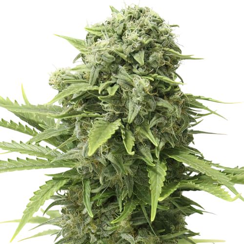 Mac 1 cannabis seeds packaging — Royal King Seeds Australia