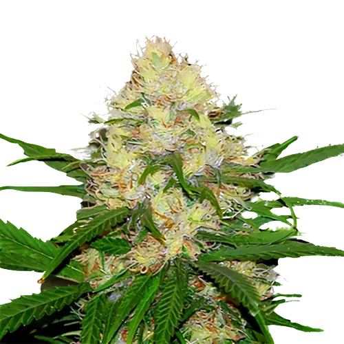 Mad Scientist cannabis seeds packaging — Royal King Seeds Australia