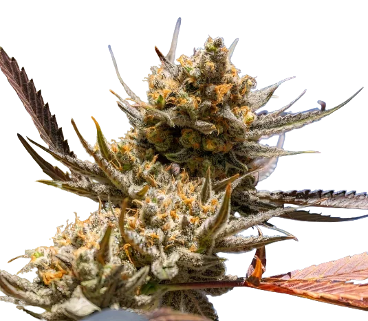 Magic Beans OG cannabis seeds packaging — Royal King Seeds Australia