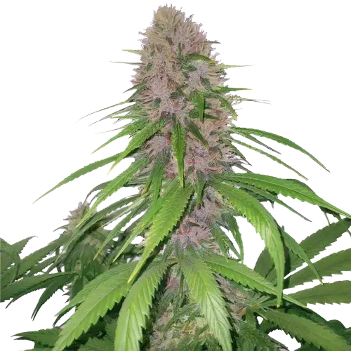 Magnum cannabis seeds packaging — Royal King Seeds Australia