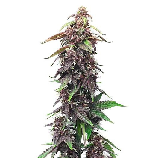 Majestic 12 cannabis seeds packaging — Royal King Seeds Australia