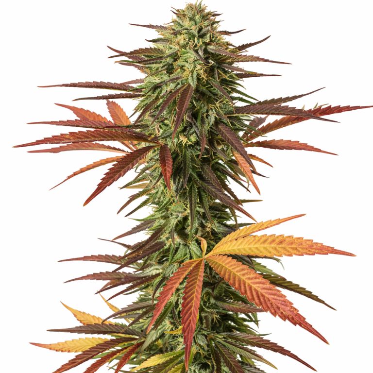 Malawi Gold cannabis seeds packaging — Royal King Seeds Australia