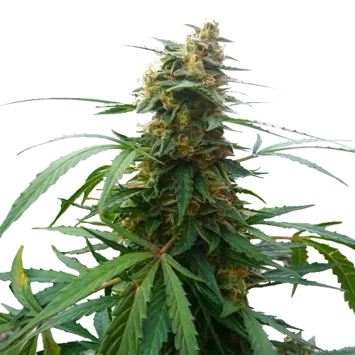 Mandarin cannabis seeds packaging — Royal King Seeds Australia