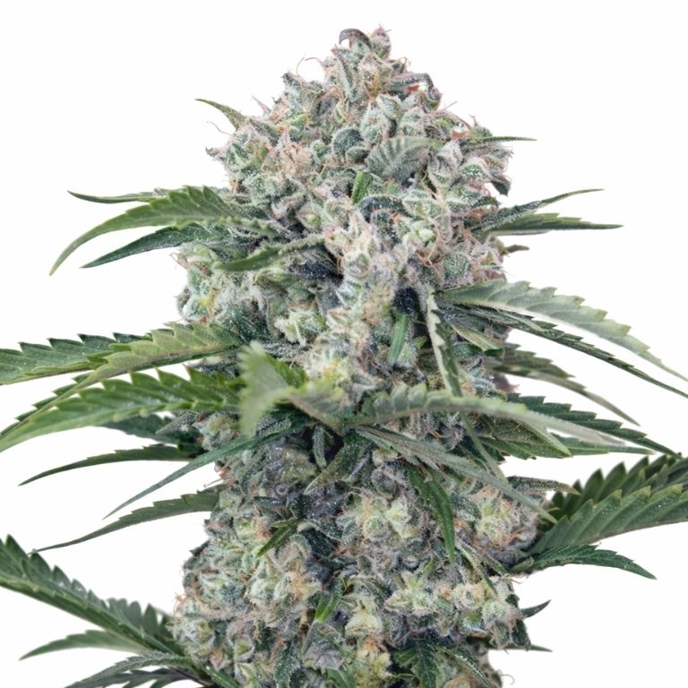 Mandarine cannabis seeds packaging — Royal King Seeds Australia