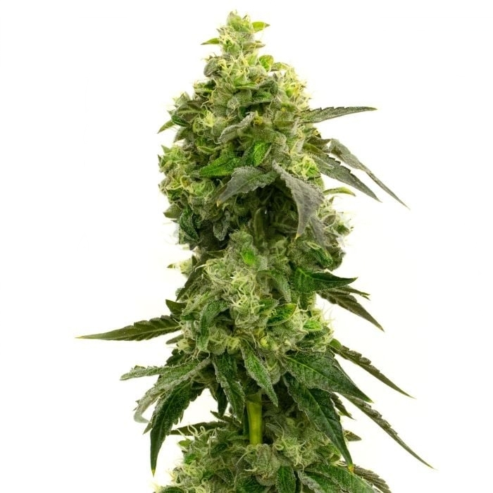 Mango Crack cannabis seeds packaging — Royal King Seeds Australia
