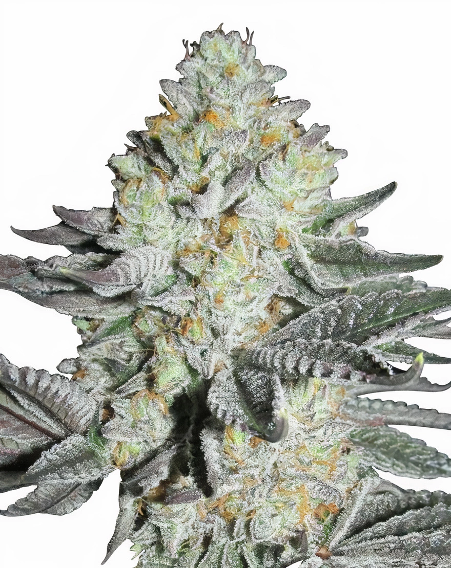 Mango cannabis seeds packaging — Royal King Seeds Australia