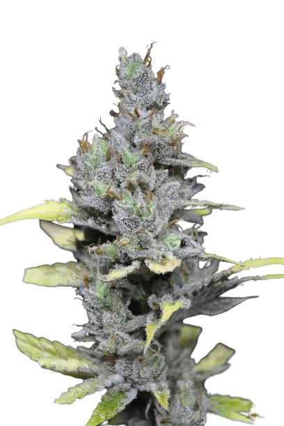 Mango Haze cannabis seeds packaging — Royal King Seeds Australia