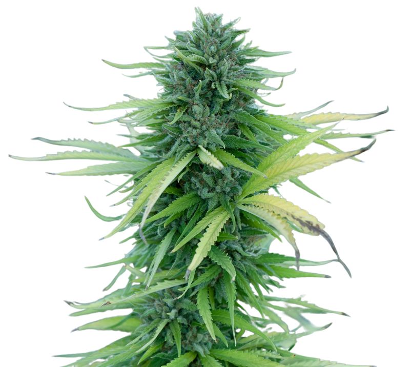 Manitoba Poison Feminized