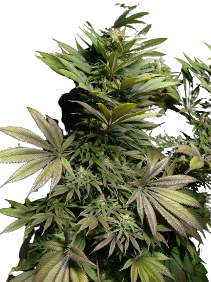 Marionberry Kush cannabis seeds packaging — Royal King Seeds Australia