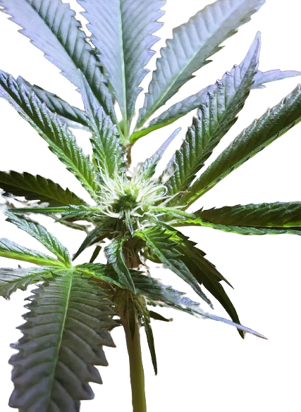 Mars OG cannabis seeds packaging — Royal King Seeds Australia