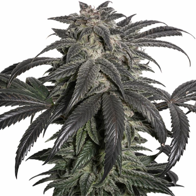 Master Bubba cannabis seeds packaging — Royal King Seeds Australia