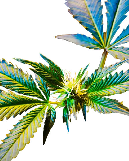 Master Jedi cannabis seeds packaging — Royal King Seeds Australia