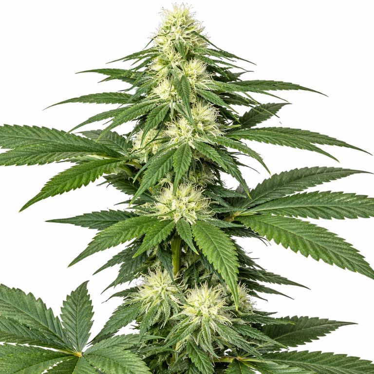 Master Kush cannabis seeds packaging — Royal King Seeds Australia