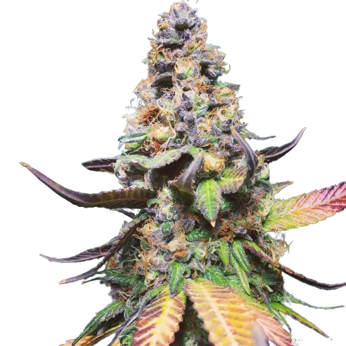 Master Yoda cannabis seeds packaging — Royal King Seeds Australia