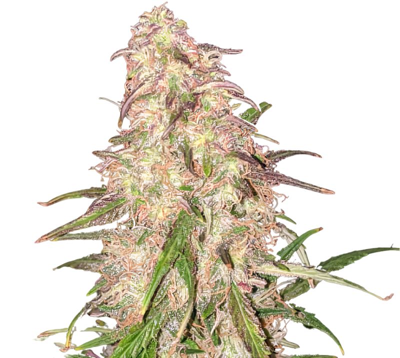 Matanuska Thunder Fuck cannabis seeds packaging — Royal King Seeds Australia