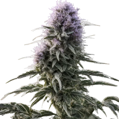 Matanuska Tundra cannabis seeds packaging — Royal King Seeds Australia