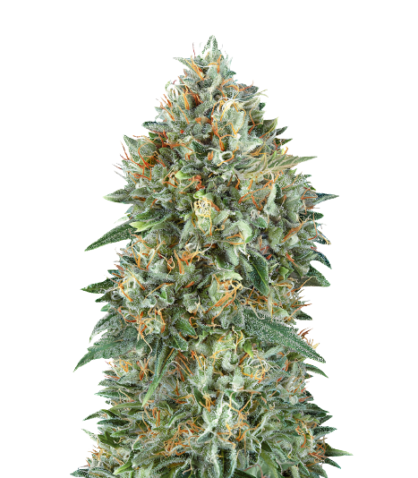 Mataro Blue CBD cannabis seeds packaging — Royal King Seeds Australia