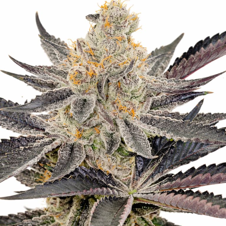 Maui cannabis seeds packaging — Royal King Seeds Australia