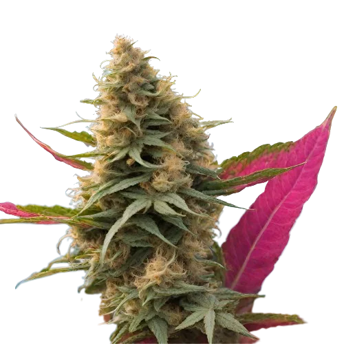 Maui Haole cannabis seeds packaging — Royal King Seeds Australia