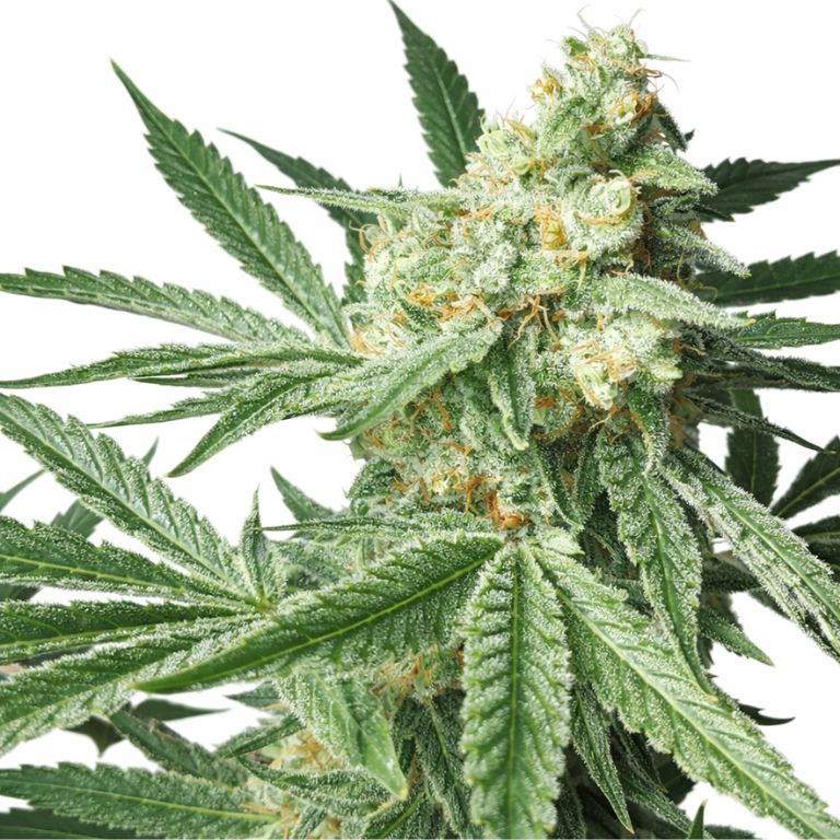 Maui Pineapple Chunk cannabis seeds packaging — Royal King Seeds Australia