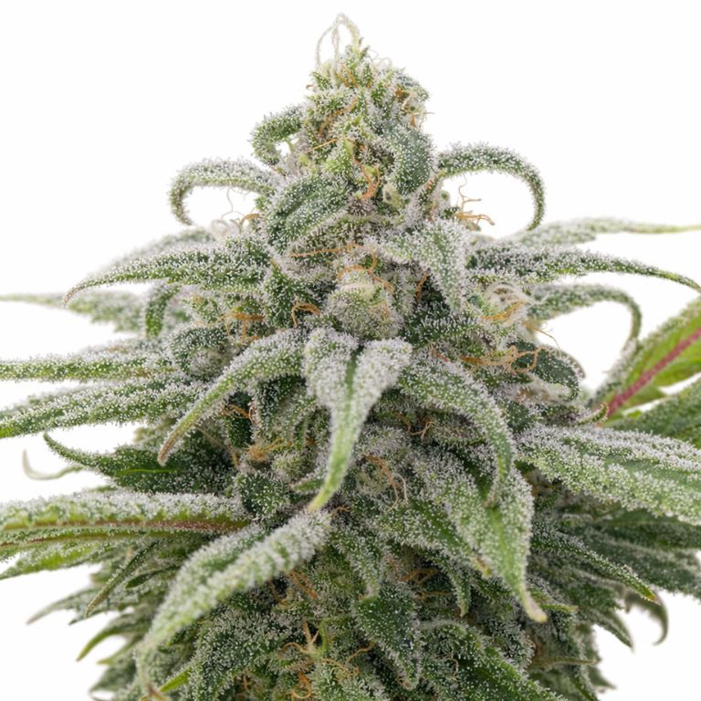 Maui Wowie cannabis seeds packaging — Royal King Seeds Australia
