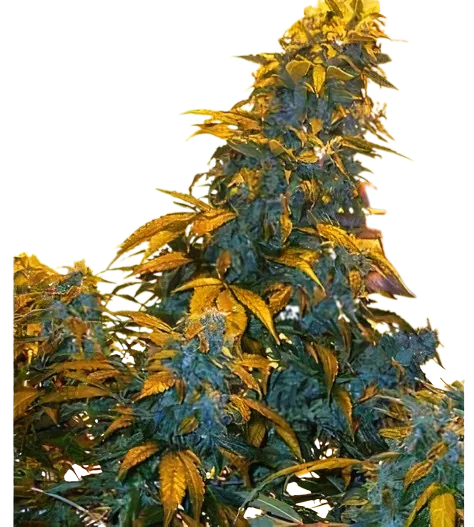 Maxi Gom cannabis seeds packaging — Royal King Seeds Australia