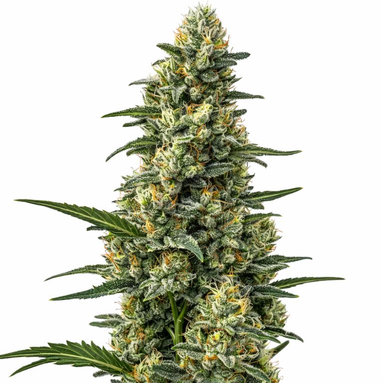 Mazar cannabis seeds packaging — Royal King Seeds Australia