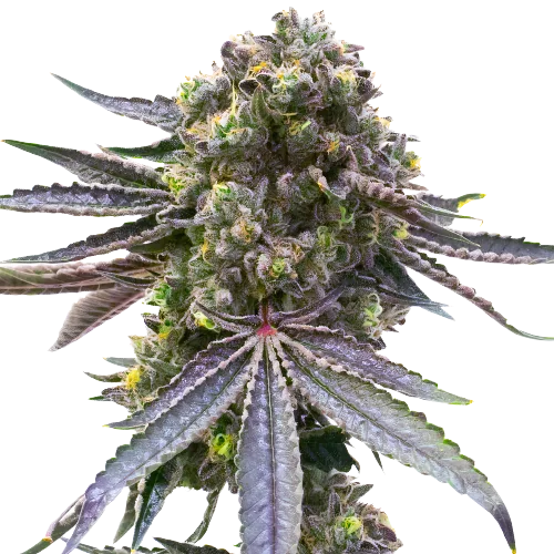 Mazar x Blueberry cannabis seeds packaging — Royal King Seeds Australia