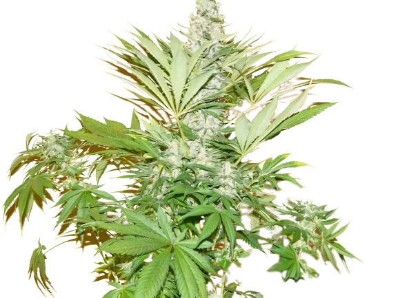 Mean Misty cannabis seeds packaging — Royal King Seeds Australia