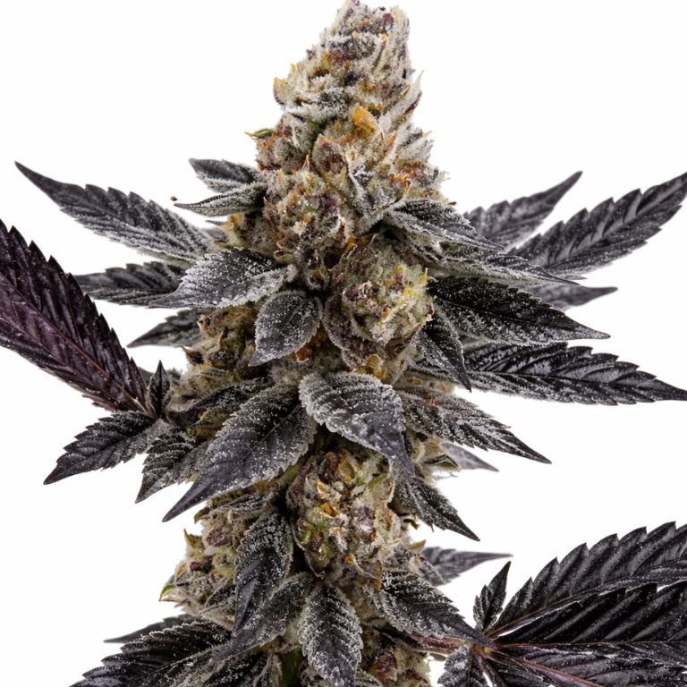 Meat Breath cannabis seeds packaging — Royal King Seeds Australia