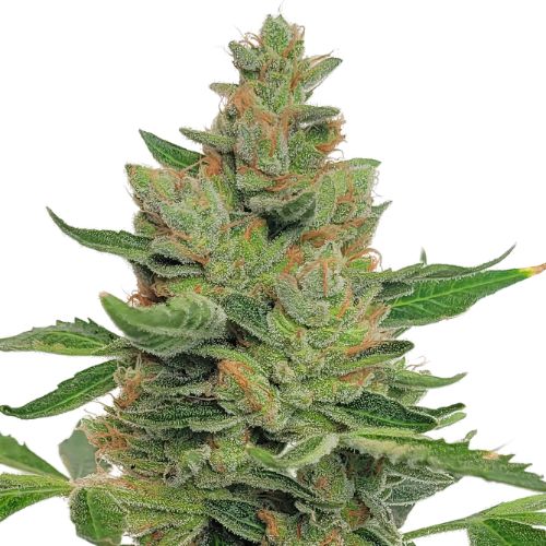MedGom CBD cannabis seeds packaging — Royal King Seeds Australia