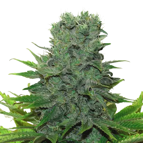 Medibud cannabis seeds packaging — Royal King Seeds Australia