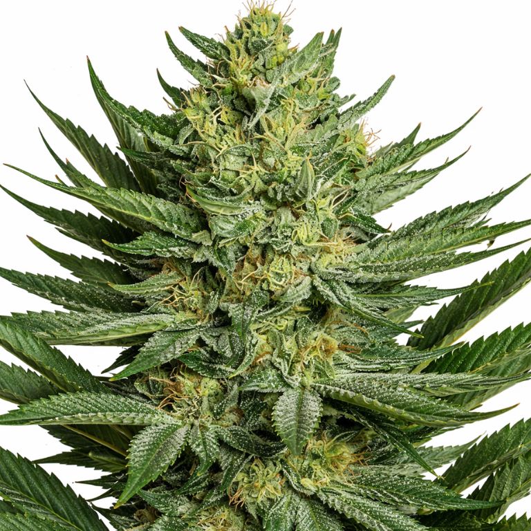 Medicine Man Feminized
