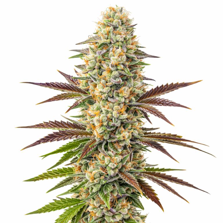 Melonade cannabis seeds packaging — Royal King Seeds Australia